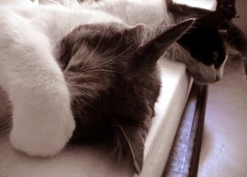Mia & Maddie Sleeping