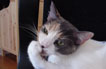 Picture of Mia